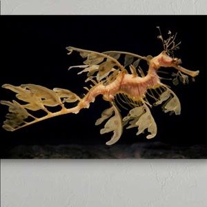 Meet your Posher, Seadragon